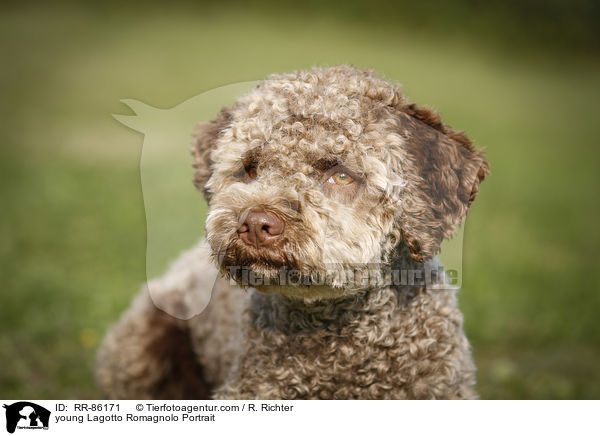 junger Lagotto Romagnolo im Portrait / young Lagotto Romagnolo Portrait / RR-86171