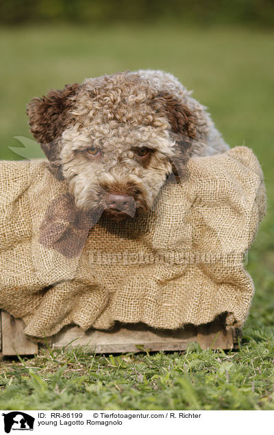 junger Lagotto Romagnolo / young Lagotto Romagnolo / RR-86199