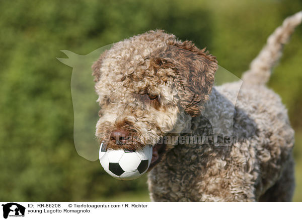junger Lagotto Romagnolo / young Lagotto Romagnolo / RR-86208