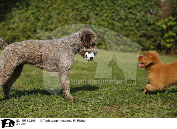 2 Hunde / 2 dogs / RR-86209