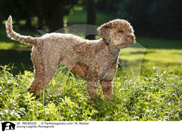 junger Lagotto Romagnolo / young Lagotto Romagnolo / RR-86220