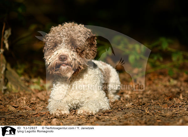 liegender Lagotto Romagnolo / lying Lagotto Romagnolo / YJ-12827