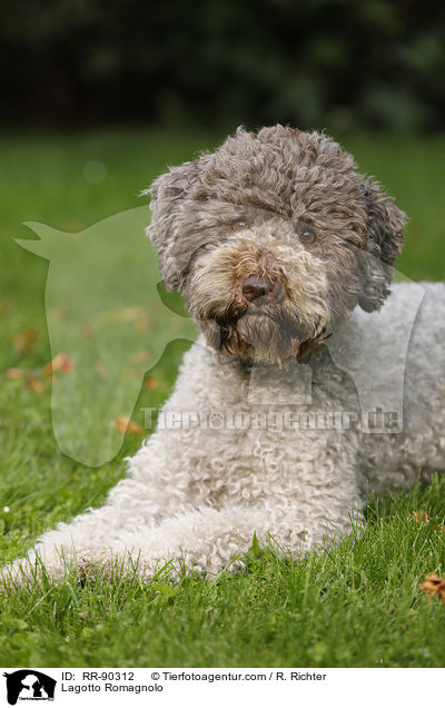 Lagotto Romagnolo / Lagotto Romagnolo / RR-90312