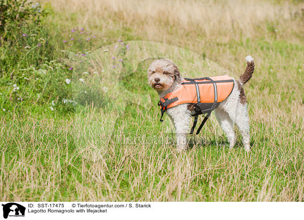 Lagotto Romagnolo mit Schwimmweste / Lagotto Romagnolo with lifejacket / SST-17475