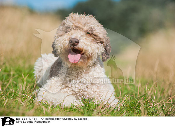 liegender Lagotto Romagnolo / lying Lagotto Romagnolo / SST-17481