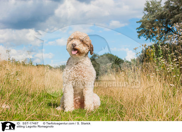 sitzender Lagotto Romagnolo / sitting Lagotto Romagnolo / SST-17487