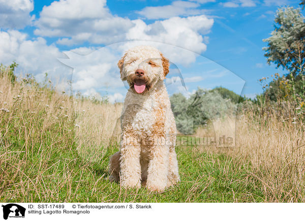 sitzender Lagotto Romagnolo / sitting Lagotto Romagnolo / SST-17489