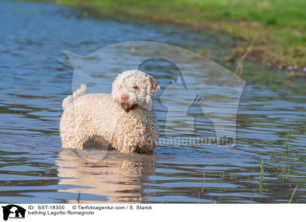 badender Lagotto Romagnolo / bathing Lagotto Romagnolo / SST-18300