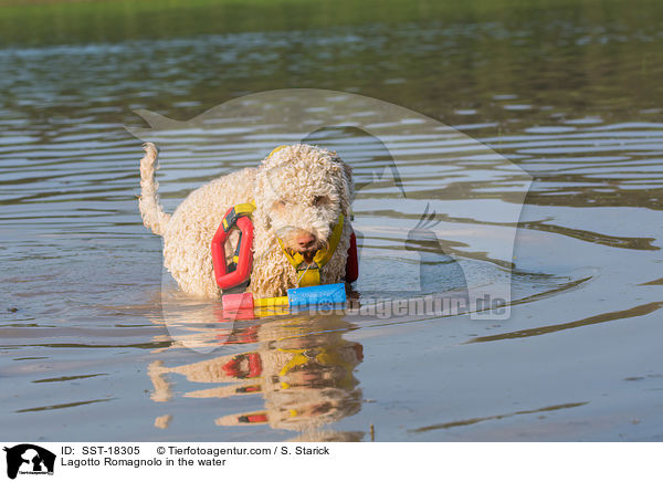 Lagotto Romagnolo im Wasser / Lagotto Romagnolo in the water / SST-18305