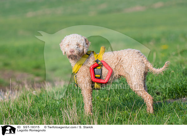 Lagotto Romagnolo / Lagotto Romagnolo / SST-18315