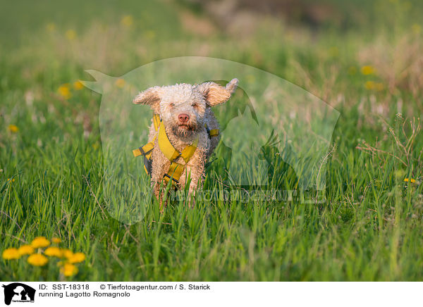 rennender Lagotto Romagnolo / running Lagotto Romagnolo / SST-18318