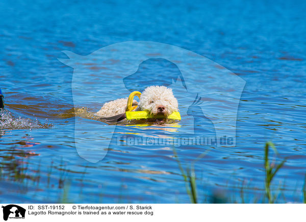 Lagotto Romagnolo wird ausgebildet als Wasserrettungshund / Lagotto Romagnolor is trained as a water rescue dog / SST-19152