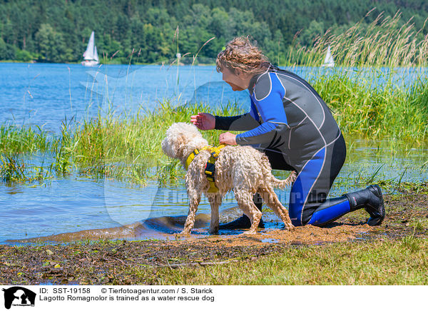 Lagotto Romagnolo wird ausgebildet als Wasserrettungshund / Lagotto Romagnolor is trained as a water rescue dog / SST-19158