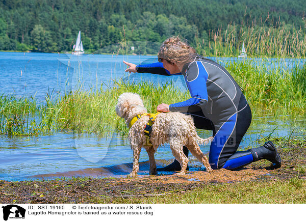 Lagotto Romagnolor is trained as a water rescue dog / SST-19160