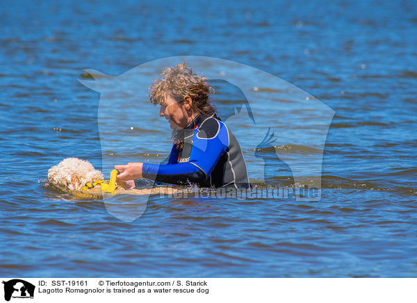 Lagotto Romagnolo wird ausgebildet als Wasserrettungshund / Lagotto Romagnolor is trained as a water rescue dog / SST-19161