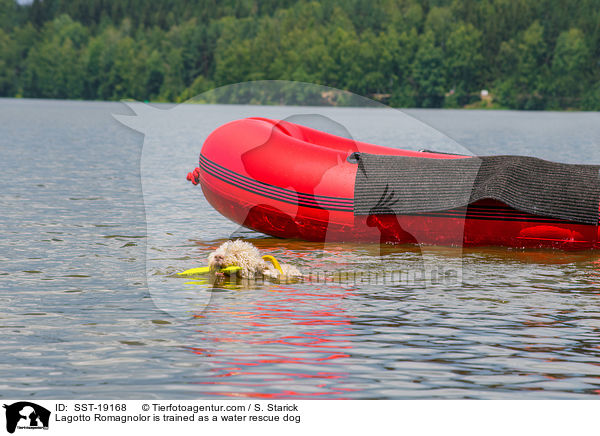 Lagotto Romagnolo wird ausgebildet als Wasserrettungshund / Lagotto Romagnolor is trained as a water rescue dog / SST-19168