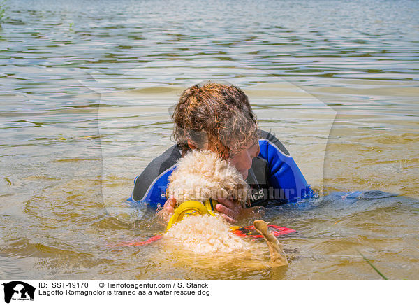 Lagotto Romagnolo wird ausgebildet als Wasserrettungshund / Lagotto Romagnolor is trained as a water rescue dog / SST-19170