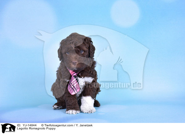 Lagotto Romagnolo Welpe / Lagotto Romagnolo Puppy / YJ-14844