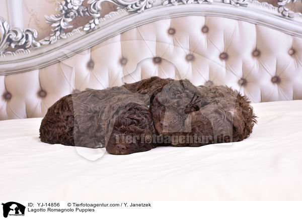 Lagotto Romagnolo Welpen / Lagotto Romagnolo Puppies / YJ-14856
