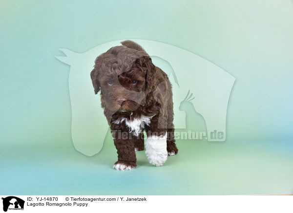 Lagotto Romagnolo Welpe / Lagotto Romagnolo Puppy / YJ-14870