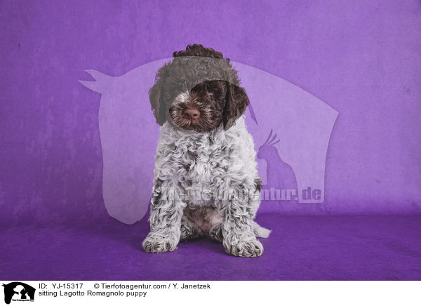 sitzender Lagotto Romagnolo Welpe / sitting Lagotto Romagnolo puppy / YJ-15317