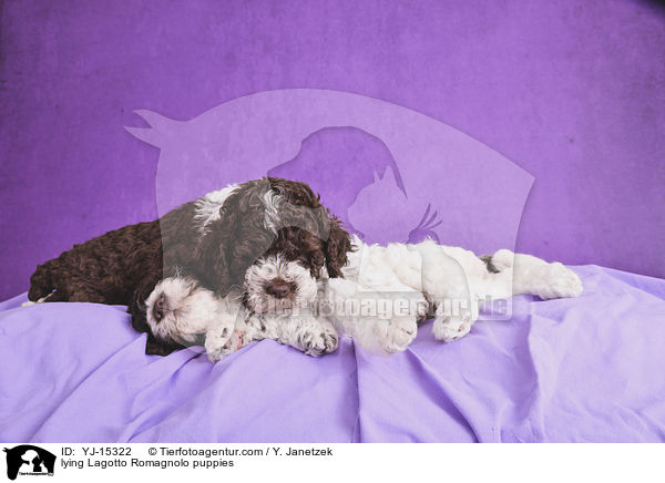liegende Lagotto Romagnolo Welpen / lying Lagotto Romagnolo puppies / YJ-15322