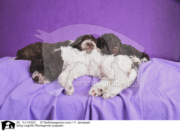 liegende Lagotto Romagnolo Welpen / lying Lagotto Romagnolo puppies / YJ-15323
