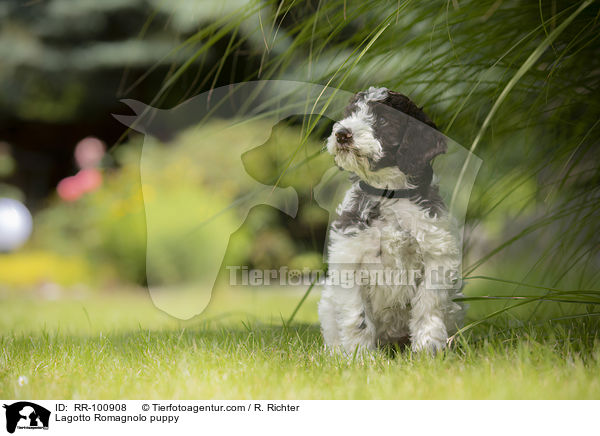 Lagotto Romagnolo Welpe / Lagotto Romagnolo puppy / RR-100908
