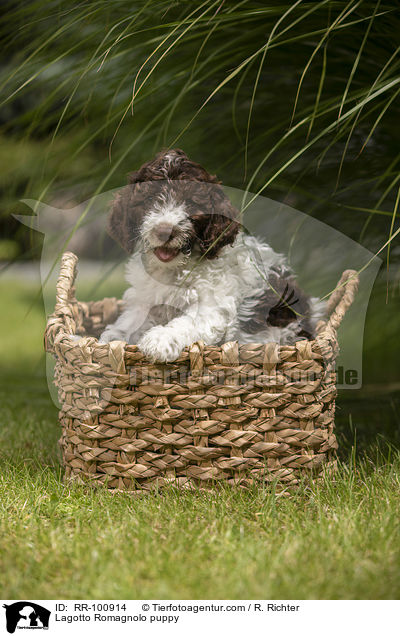 Lagotto Romagnolo Welpe / Lagotto Romagnolo puppy / RR-100914