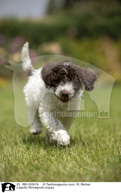 Lagotto Romagnolo Welpe / Lagotto Romagnolo puppy / RR-100919