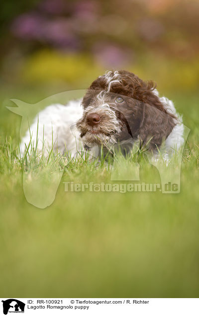 Lagotto Romagnolo Welpe / Lagotto Romagnolo puppy / RR-100921