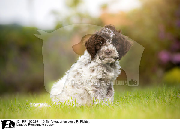 Lagotto Romagnolo Welpe / Lagotto Romagnolo puppy / RR-100925
