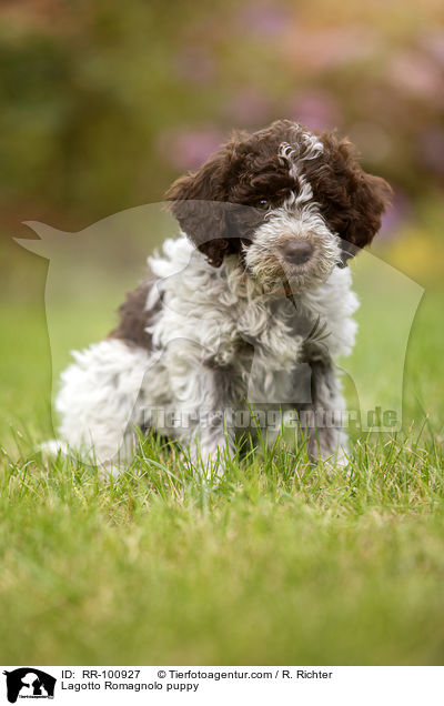 Lagotto Romagnolo Welpe / Lagotto Romagnolo puppy / RR-100927