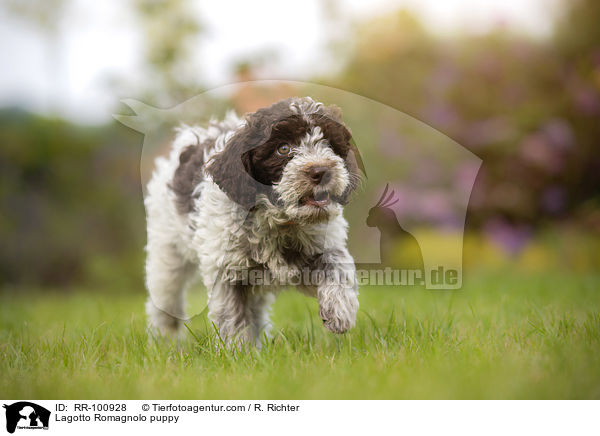 Lagotto Romagnolo Welpe / Lagotto Romagnolo puppy / RR-100928