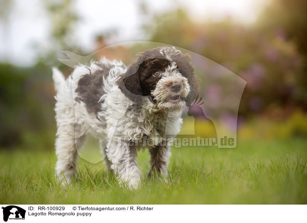 Lagotto Romagnolo Welpe / Lagotto Romagnolo puppy / RR-100929