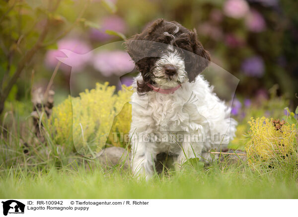 Lagotto Romagnolo Welpe / Lagotto Romagnolo puppy / RR-100942