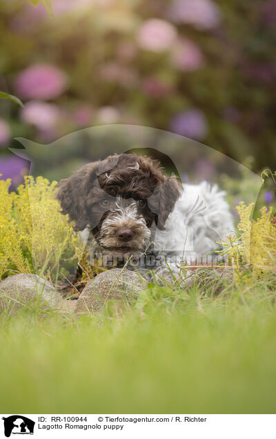 Lagotto Romagnolo Welpe / Lagotto Romagnolo puppy / RR-100944