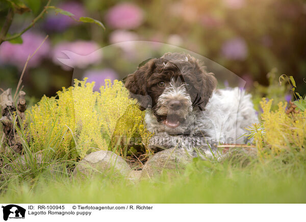 Lagotto Romagnolo Welpe / Lagotto Romagnolo puppy / RR-100945