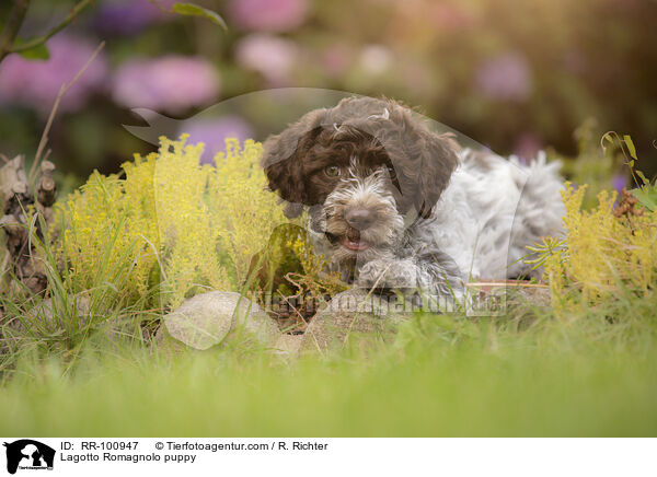Lagotto Romagnolo Welpe / Lagotto Romagnolo puppy / RR-100947