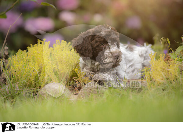 Lagotto Romagnolo Welpe / Lagotto Romagnolo puppy / RR-100948