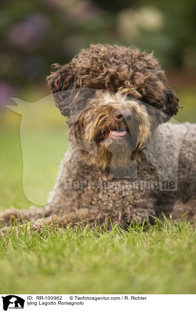 liegender Lagotto Romagnolo / lying Lagotto Romagnolo / RR-100962
