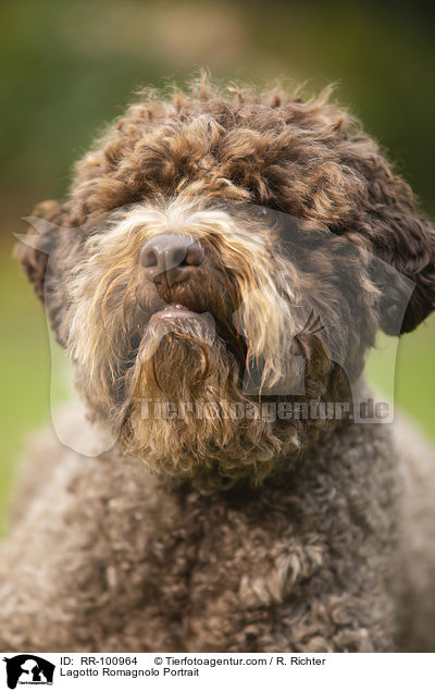 Lagotto Romagnolo Portrait / Lagotto Romagnolo Portrait / RR-100964