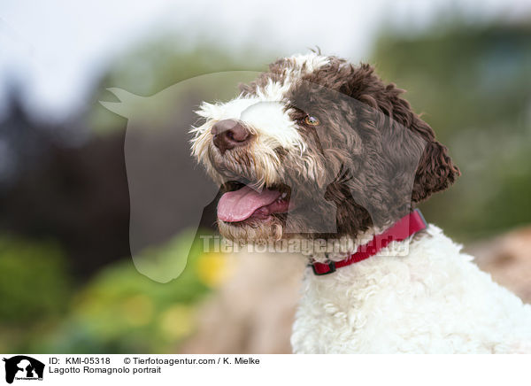 Lagotto Romagnolo Portrait / Lagotto Romagnolo portrait / KMI-05318