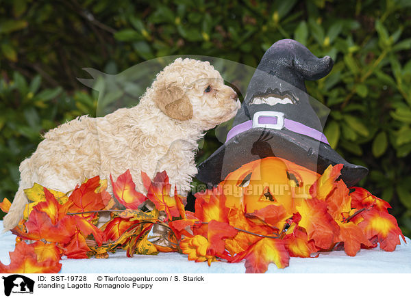 stehender Lagotto Romagnolo Welpe / standing Lagotto Romagnolo Puppy / SST-19728