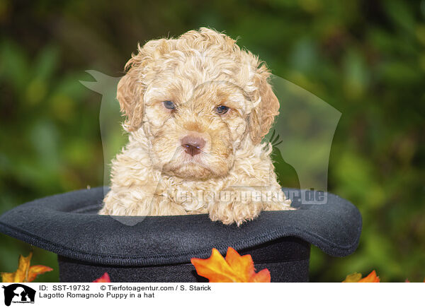 Lagotto Romagnolo Welpe im Hut / Lagotto Romagnolo Puppy in a hat / SST-19732