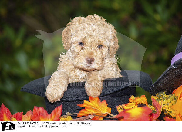 Lagotto Romagnolo Welpe im Hut / Lagotto Romagnolo Puppy in a hat / SST-19735