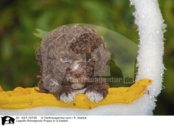 Lagotto Romagnolo Welpe im Krbchen / Lagotto Romagnolo Puppy in a basket / SST-19748