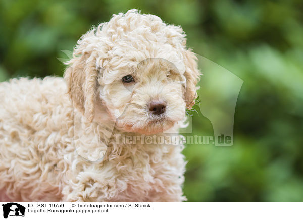 Lagotto Romagnolo Welpe Portrait / Lagotto Romagnolo puppy portrait / SST-19759