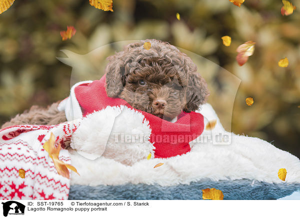 Lagotto Romagnolo Welpe Portrait / Lagotto Romagnolo puppy portrait / SST-19765