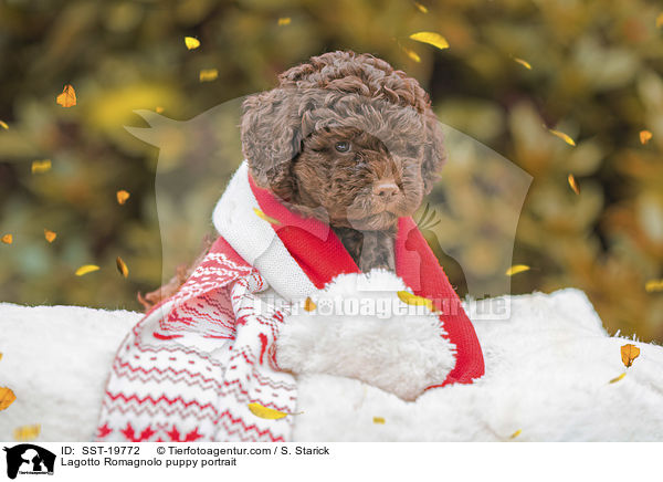 Lagotto Romagnolo Welpe Portrait / Lagotto Romagnolo puppy portrait / SST-19772